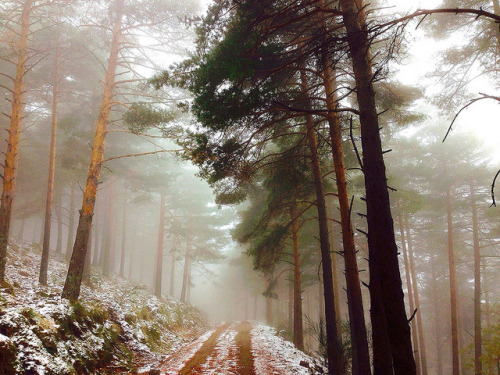 Bosques de invierno by clueidea on Flickr.