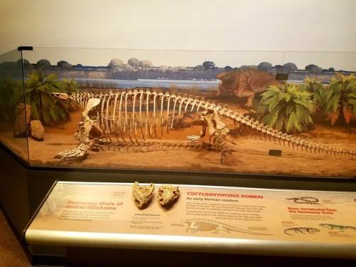 roosaurusrin:Early synapsids from Sam Noble.Cotyloryhnchus romeri was probably best known for its co