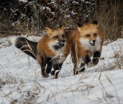 beautiful-wildlife:Life On The Run by Jack Bell