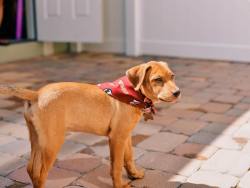 Warm sunny Saturday. Go &lsquo;Noles! #ripley #dogsofinstagram #puppycast2015 #fsu #seminoles