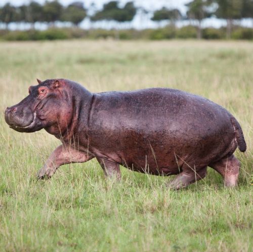 amnhnyc:Hip hip hooray, it’s National Hippo Day! Did you know? Hippos (Hippopotamus amphibious) are 