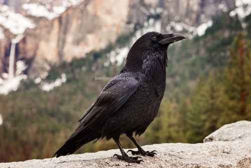 josefinejonsson: This raven needed a post for its own.Enjoy, Common raven standing before tunnel vie