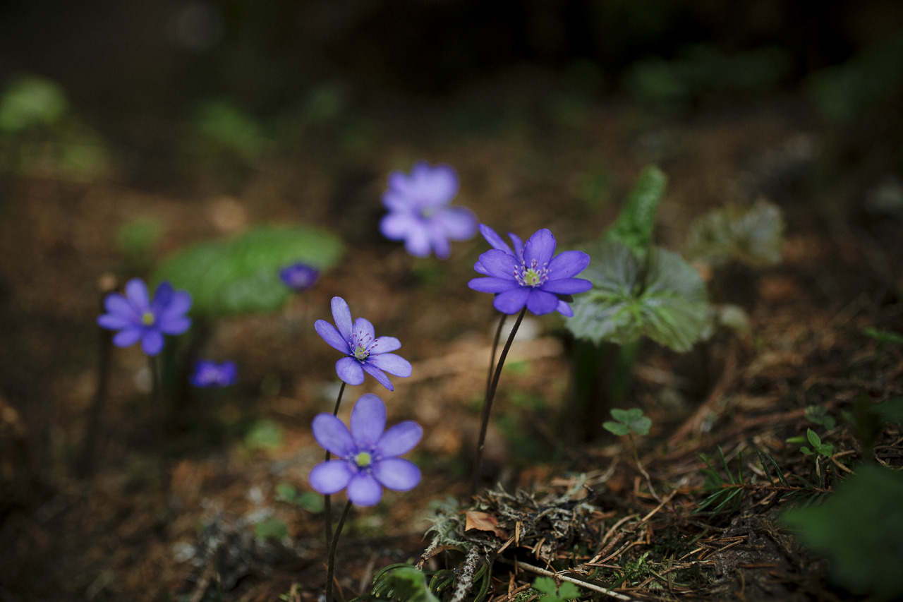 elenamorelli:  { surrounded by nature } 