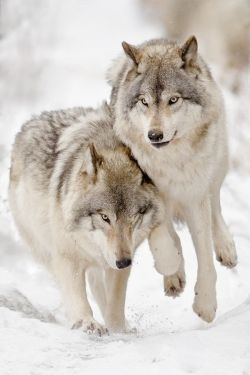 slowmotionxx:  wolverxne:  Hitting ~ by: Maxime Riendeau  So beautiful 