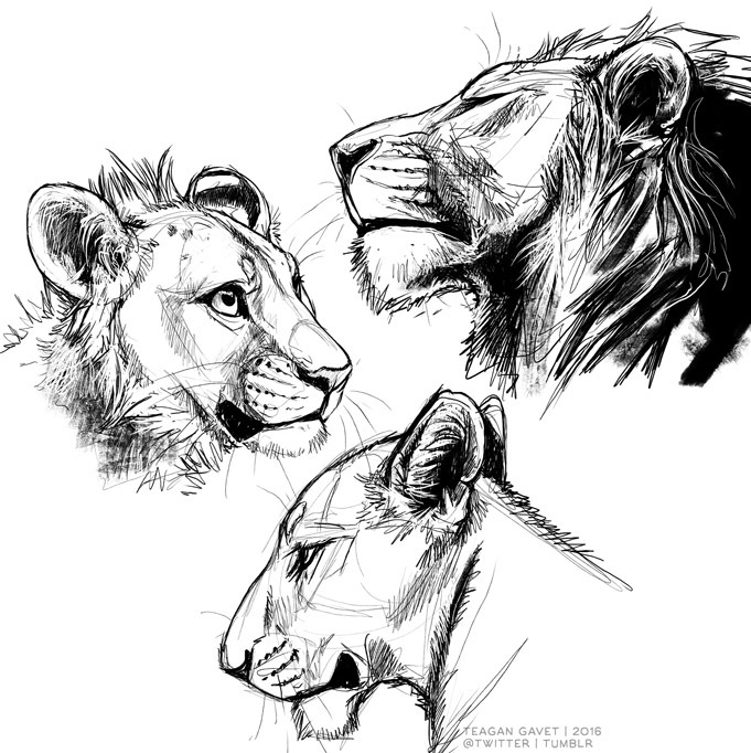 teagangavet on Tumblr: Lion warm up sketches.