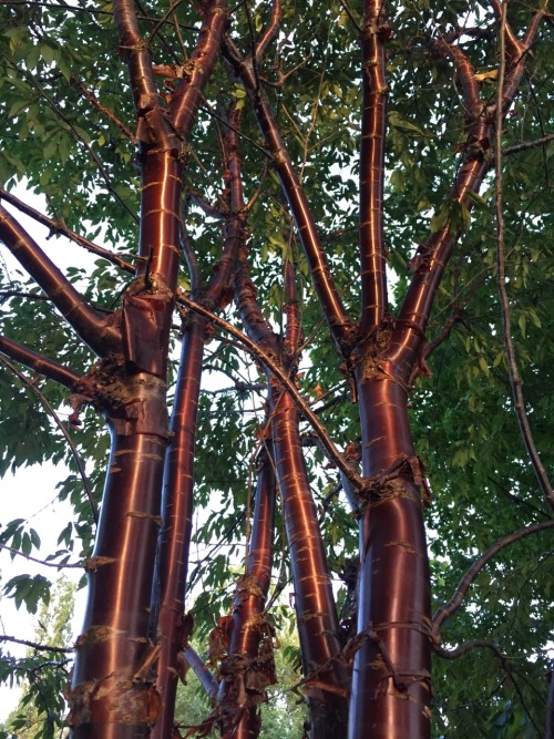 5-and-a-half-acres:  One of my favorite trees due to year round interest. Birch bark cherry or Tibetan cherry.  Prunus serrula.