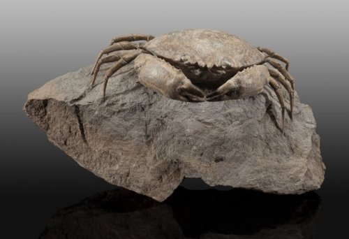 hematitehearts:Fossilized Mud CrabSize:10.04 x 5.71 x 5.12 inchesLocality:  Monte Baldo Quarry, Vero