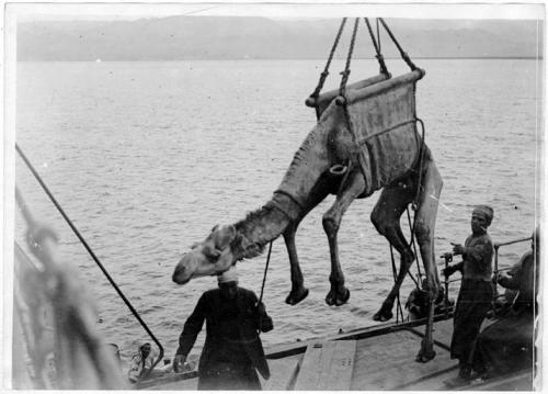 scrapironflotilla: Arab dockworkers loading a camel onto a barge, 1918.