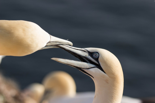 Helgoland