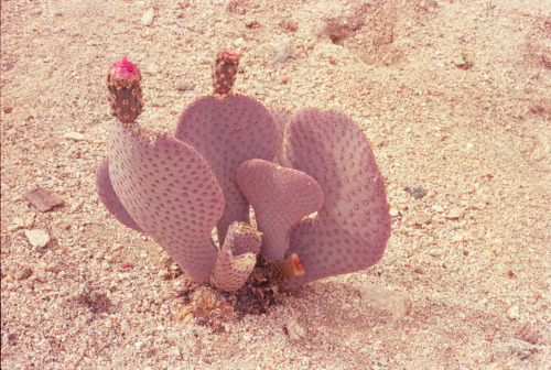 hanshoots