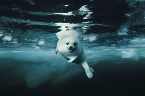 Playful pup (juvenile Harp Seal) porn pictures