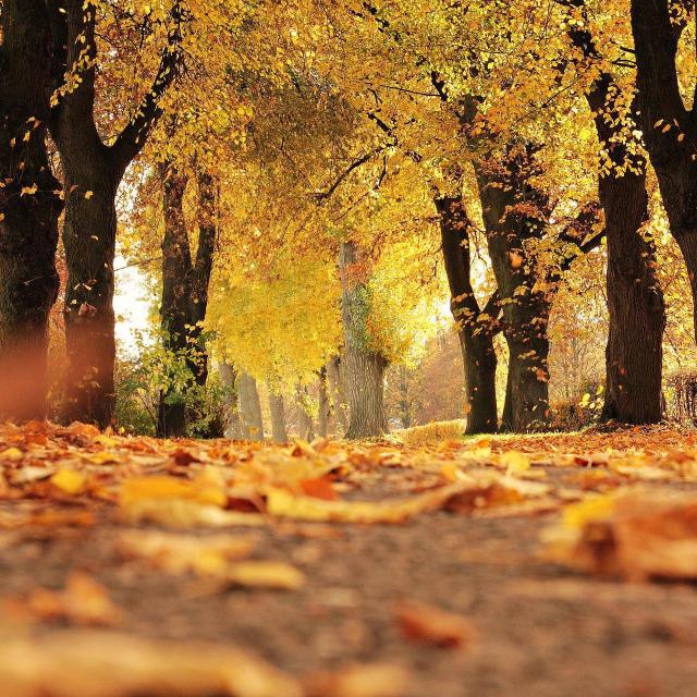 Ponder the path of your feet; then all your ways will be sure.  Proverbs 4:26 #bible#scripture#beauty#nature#outdoors#autumn#fall#leaves#trees#road#path#yellow#bible verse#proverbs#proverbs 4:26