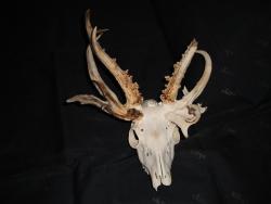 skull-blog: Abnormal Roe Deer Skull. 