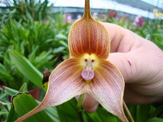 8 of the world’s most bizarre flowers: