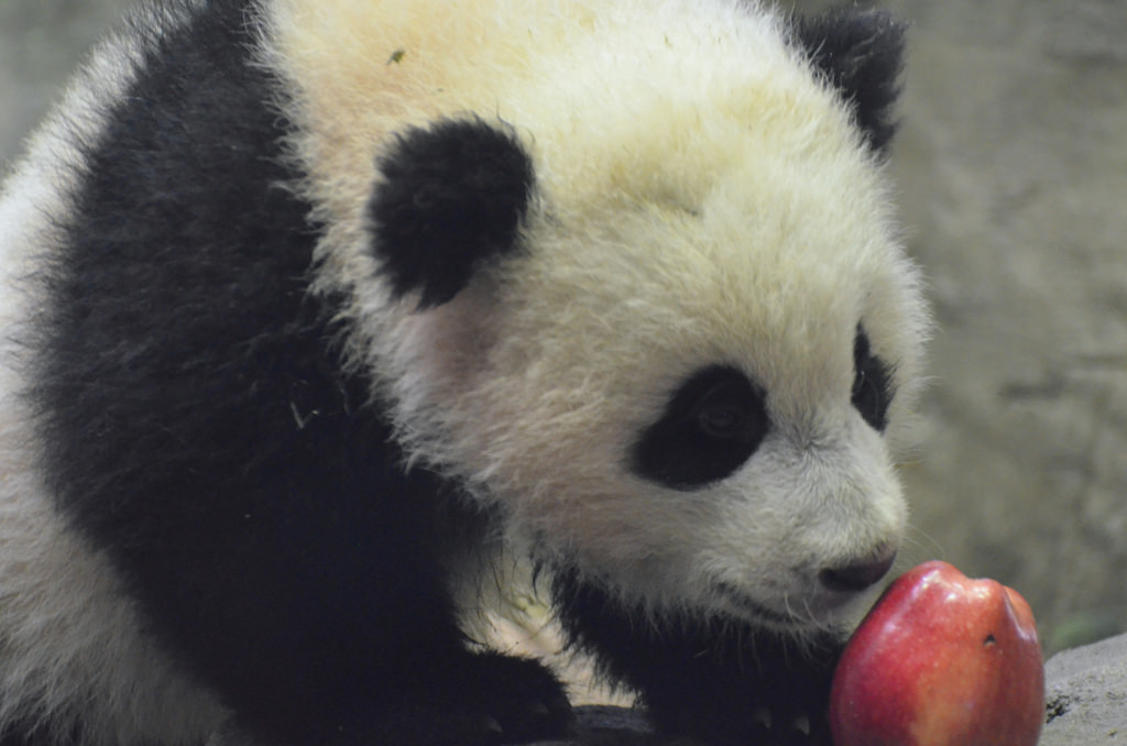 giantpandaphotos:  Bao Bao at the National Zoo in Washington D.C. on January 30,