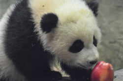 giantpandaphotos:  Bao Bao at the National