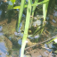 hekatean-frog