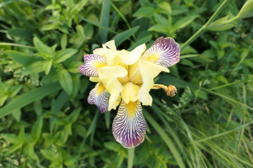 Iris germanica — German iris