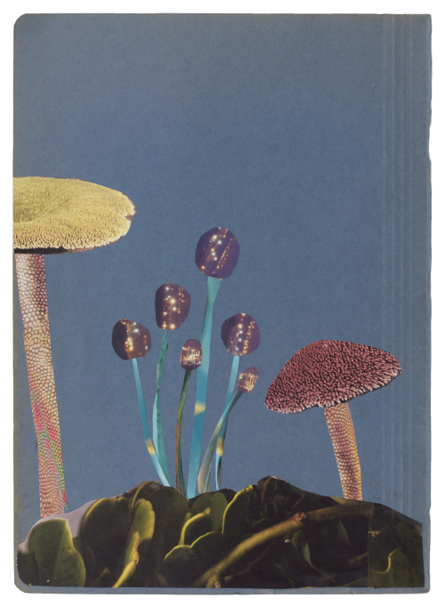 huariqueje:Magic Mushrooms   -   Anke Roder , 2015.Dutch,b.1964-Collage op papier , 35 x 25 cm. 