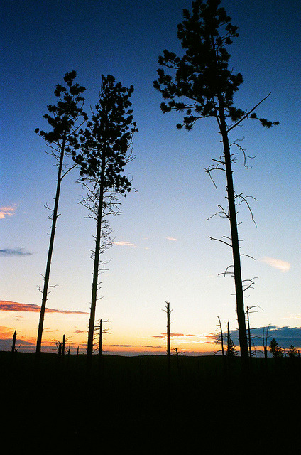slaying:  Remaining Pines by Mikeschret715 on Flickr.