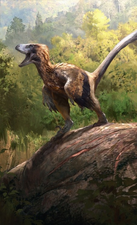 man-creates-dinosaurs: Packaging art by Jonathan Kuo for David Silva’s Beasts of the Mesozoic: Rapto
