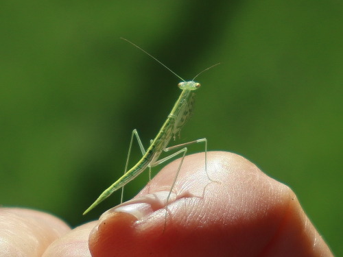 onenicebugperday: Snake mantis nymph, Kongobatha diademata,Photographed by larney in Queen