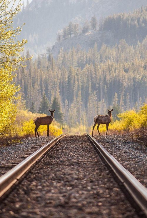 gentlemanfisherman:  I hear the train a’comin.
