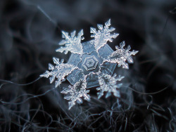 voiceofnature:  Snowflakes by Alexey Kljatov