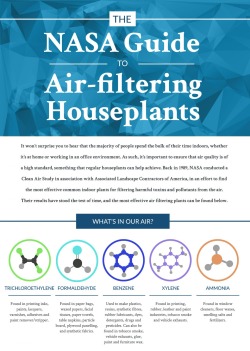 kaca2903:    The Best Air-Purifying Houseplants