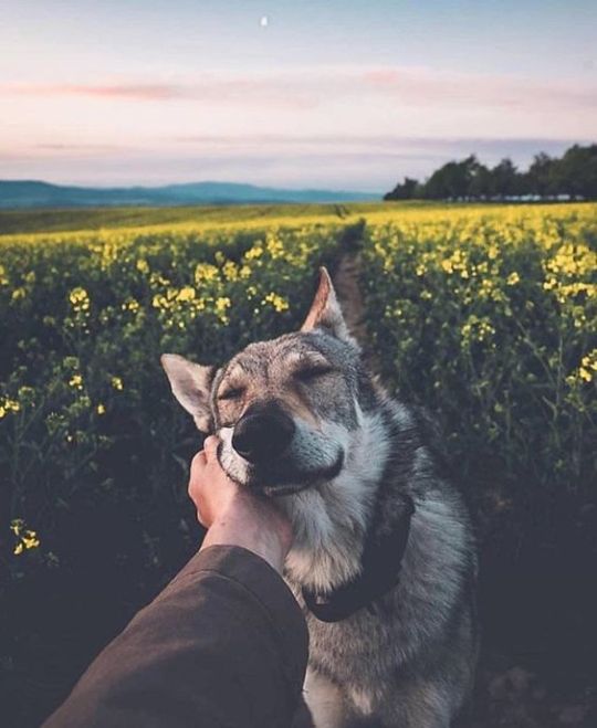 protect-and-love-animals: 