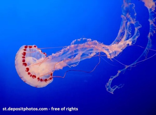 sassy-wartime-nun:We don’t know each other, @lisea18 , but this very pretty jellyfish photo yo