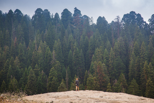 GIANT SEQUOIA NATIONAL PARK ADVENTUREThis year for my brother’s birthday we went to Giant Sequoia Na