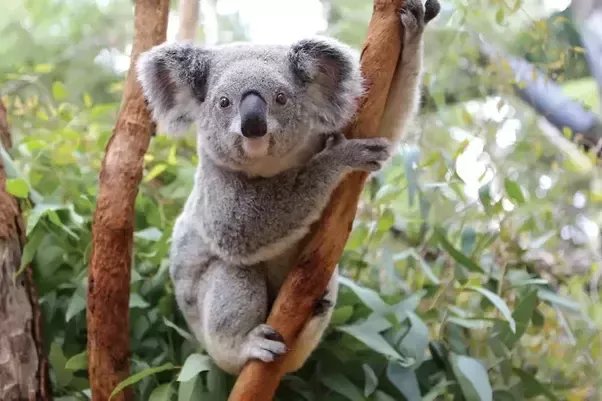 FISHY BUSINESS — Should I ask how cursed and dumb koalas are?...