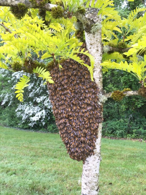 thehubby:I snapped these gorgeous pictures of a swarm of honeybees this morning on my way into work.