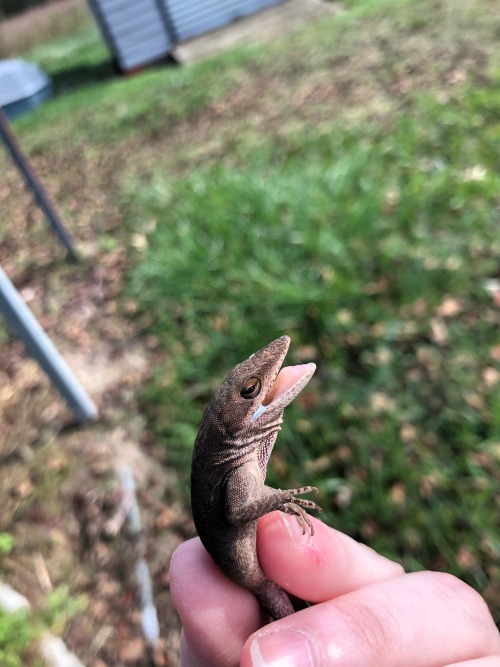 Some Finds From Today As Well! I Caught Not One, But Three Anoles Today, Only Took Pictures Of Two Of