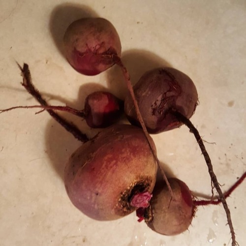 Beets for dinner. #garden #gardensofinstagram #farmtotablehttps://www.instagram.com/p/Bnb_spTDVQ9/