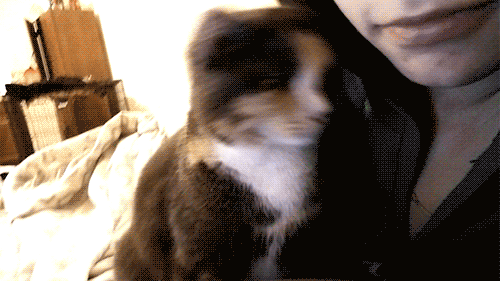 em-in-the-den:  “cats dont love you back”  yeah okay 
