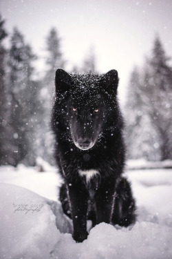 handsomedogs:  This is Yarrow in his element!