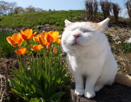 cybergata:  Shironeko loves the tulips
