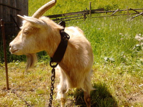 Two Little Goats.....