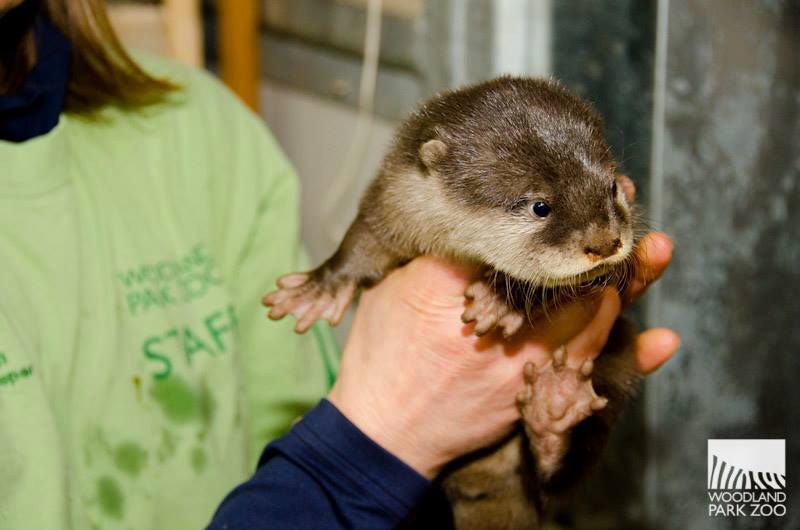 zooborns:  First Check-up for Otter Pups at Woodland Park Zoo  Four Asian Small-clawed