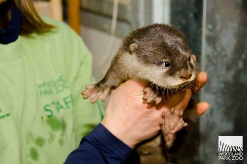 zooborns:  First Check-up for Otter Pups at Woodland Park Zoo  Four Asian Small-clawed Otter pups were born at Woodland Park Zoo in Seattle! The three females and one male received a clean bill of health.  See the video of their first swimming lesson