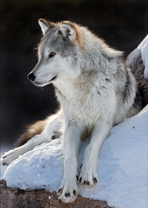 brutalgeneration:  By SheltieBoy