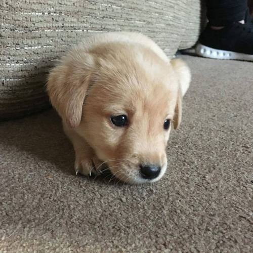 Rupert #crying #puppy #mybaby #Labrador #labradorpuppy #worldoflabs #laboftheday