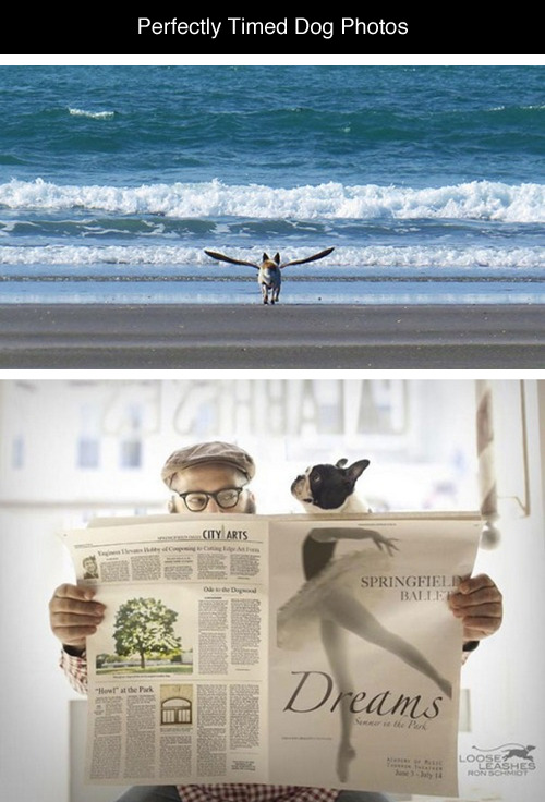 tastefullyoffensive:  Perfectly Timed Dog Photos [boredpanda]Previously: Before and After Pictures of Animals Growing Up 