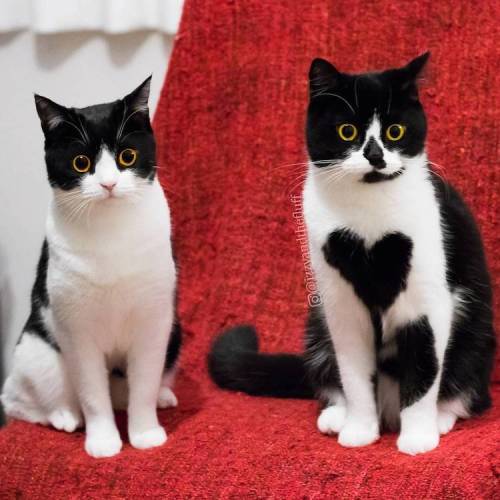 Sex mymodernmet:Cuddly Cat Wears Her Heart on pictures
