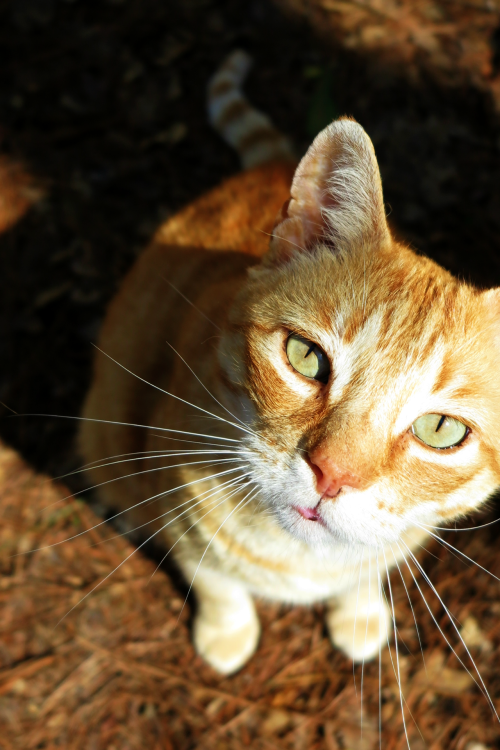 ambermaitrejean: Portraits of neighborhood cats. Joe kitty. Photos by Amber Maitrejean For more Joe 