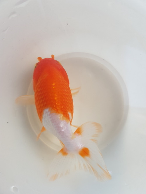 fishyscales:Meet Sunkist my new little ranchu!