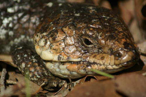 bobtail lizard, margaret river