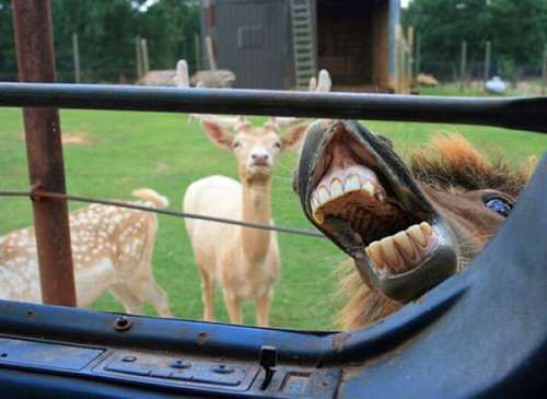 i-cant-think-of-a-better-url:  inlovewithrocknroll:  tastefullyoffensive:  Animal Photobombs (Part 1)  by far one of the best things I’ve seen on tumblr  WELCOME TO THE PETTING ZOO MOTHER FUCKER 